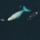 Illustration for article titled These rare photos of Migaloo the albino humpback whale are astonishing